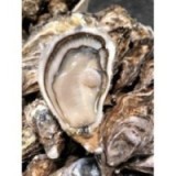 Huîtres Fines de Cancale (x12p)