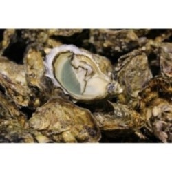 Huîtres Fines de Claires Vertes Peponnet n°3