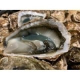 Huîtres Fines de Claires Vertes Peponnet n°3