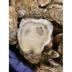 Huitres Spéciales Gillardeau n°3+