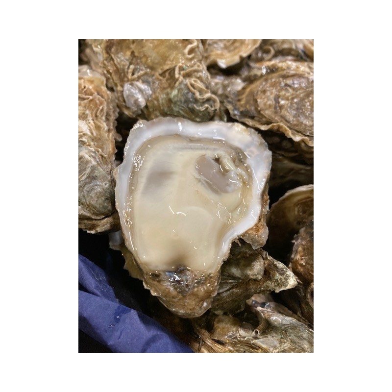 Huitres Spéciales Gillardeau n°3+