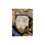 Huitres Spéciales Gillardeau n°3+