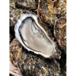 Huîtres Spéciales de Bouzigues (x24p)