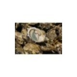 Huîtres Fines de Claires Vertes Peponnet n°3