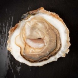 Huîtres plates "Belon" Bio (x12p)