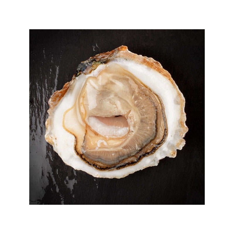 Huîtres plates "Belon" Bio (x12p)