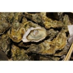 Huîtres super spéciales "Ostra Régal" Irlande x 12p