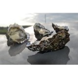 Huîtres Royales "Peponnet" N°3 (x12p)