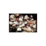 Poulpe Méditerranéen x 150g