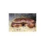 Tourteau vivant x 1p