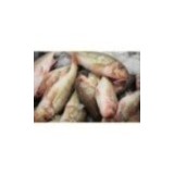 Rouget barbet Français