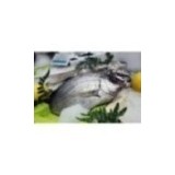 Dorade grise sauvage