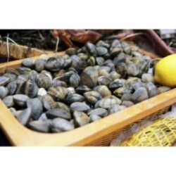 Palourdes Japonaises x 300g