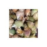 Bulots Vivants x 500g