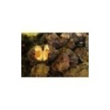 Violet de Méditerranée VIVANT x 300g