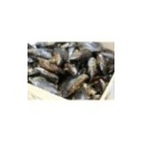 Moules d'Espagne XL x 500g