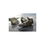 Huîtres Royales "Peponnet" N°3 (x12p)