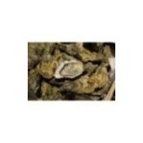 Huîtres super spéciales "Ostra Régal" Irlande x 12p