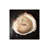 Huîtres plates "Belon" Bio (x12p)