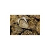 Huîtres Spéciales Isigny (x12p)