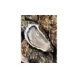 Huîtres Spéciales de Bouzigues (x24p)