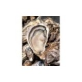 Huîtres Fines de Cancale (x12p)