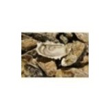 Huîtres Fines Gaboriau (x12p)