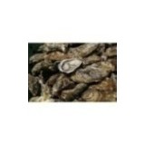 Huîtres Fines de Claires "Peponnet" (x12p)