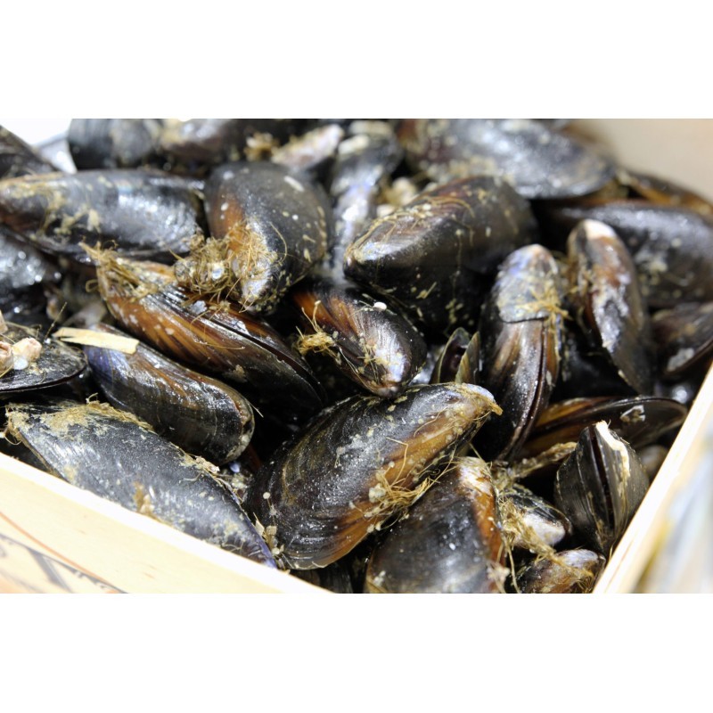 Moules d'Espagne XL x 500g