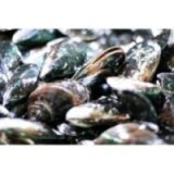 Moules d'Espagne XL x 500g