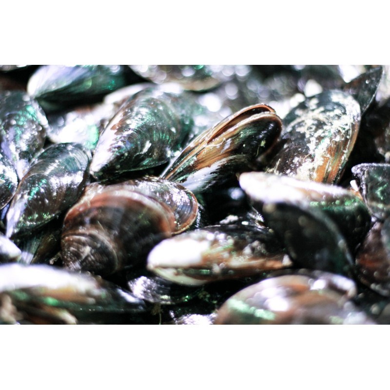 Moules d'Espagne XL x 500g
