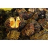 Violet de Méditerranée VIVANT x 300g