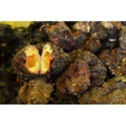 Violet de Méditerranée VIVANT x 300g