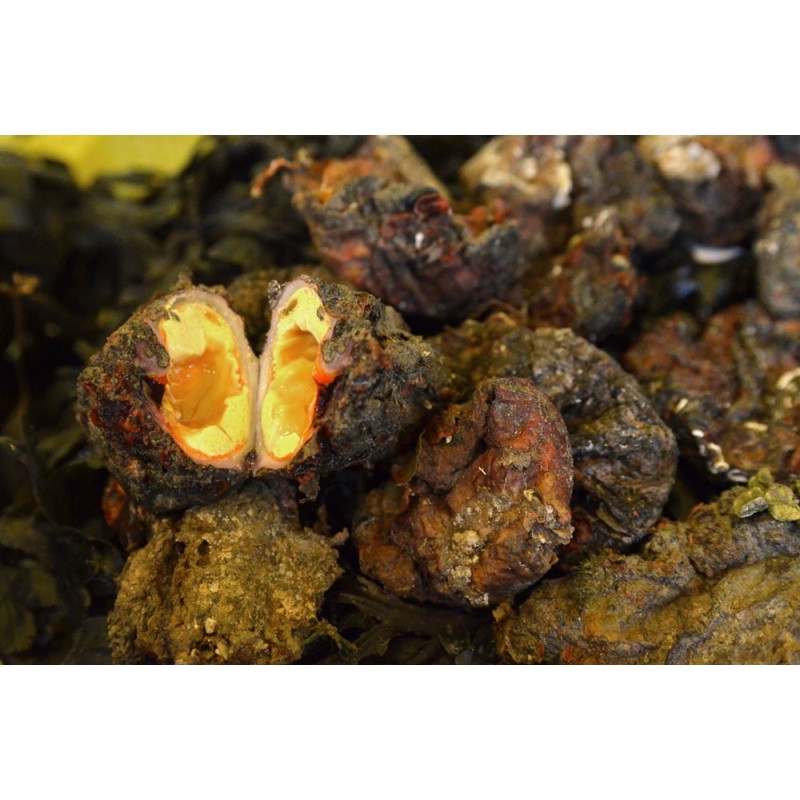 Violet de Méditerranée VIVANT x 300g