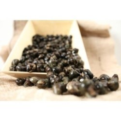 Bigorneaux Jumbo VIVANT x 300g