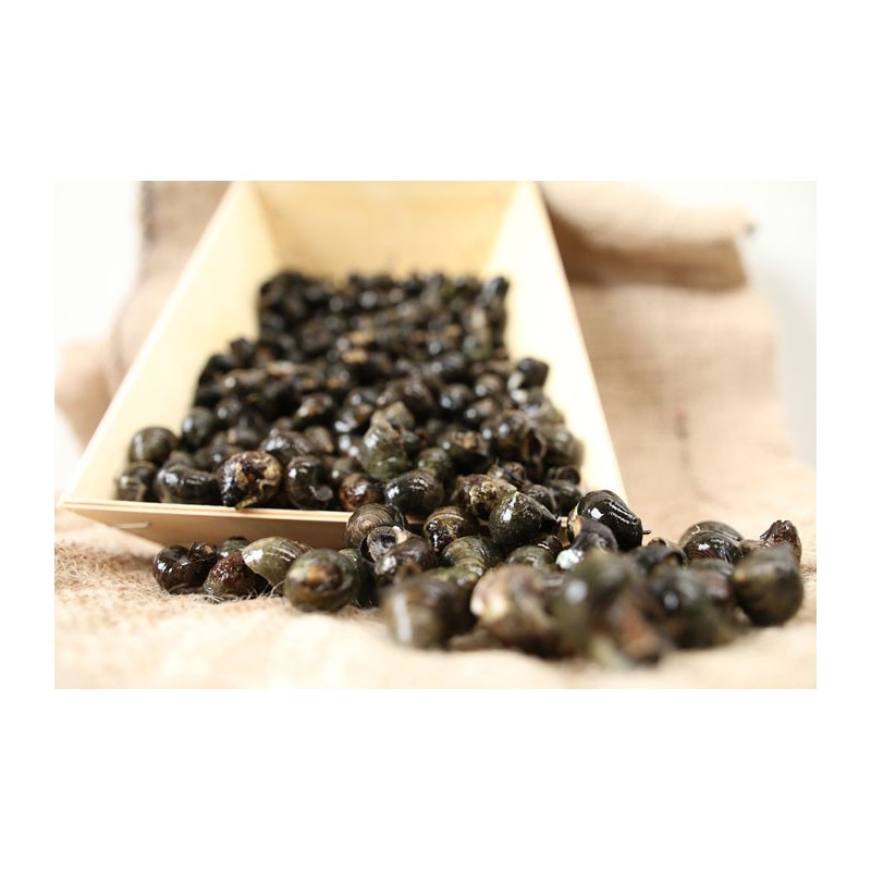 Bigorneaux Jumbo VIVANT x 300g