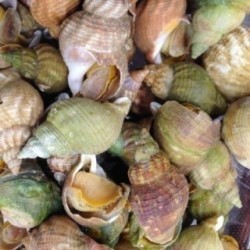 Bulots Vivants x 500g