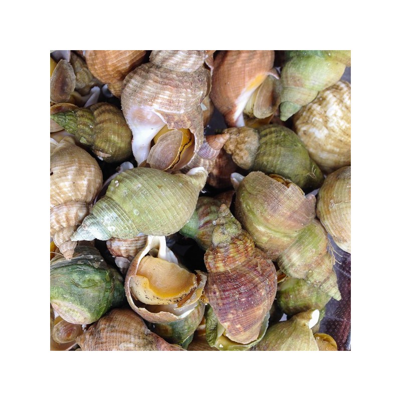 Bulots Vivants x 500g