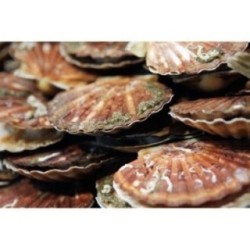 Coquilles Saint-Jacques Française x 1 kg