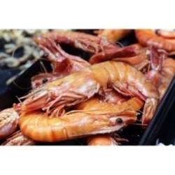 Crevettes Tropicales Tigrées XXL !!
