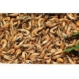 Crevettes grises Françaises x 100g