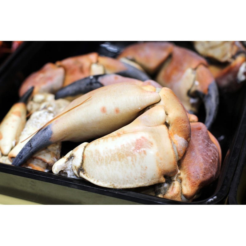 Pinces de tourteaux Grosses Cuites