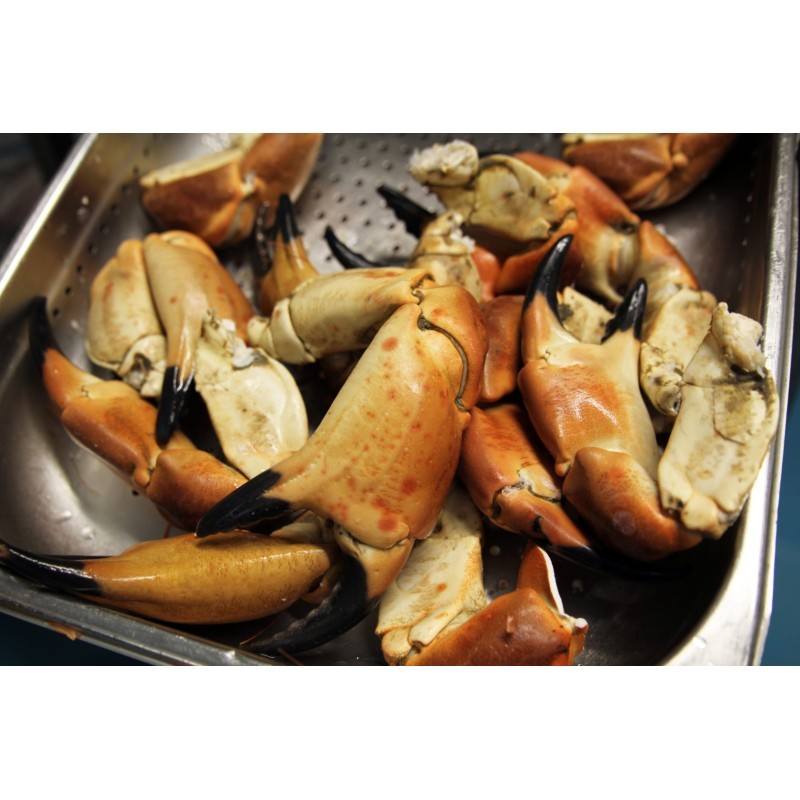 Pinces de tourteaux Grosses Cuites