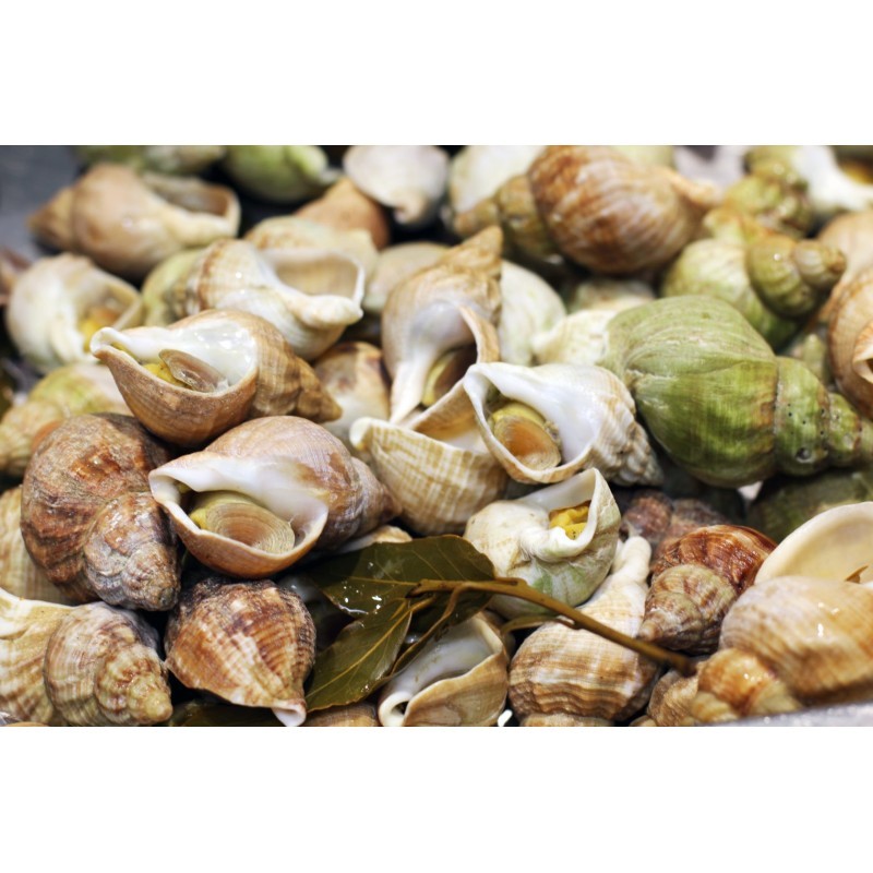 Bulot Cuit Maison Nature