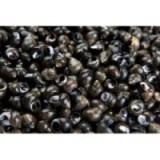 Bigorneaux Jumbo CUITS x 250g