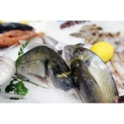 Dorade Royale Sauvage