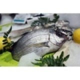Dorade grise sauvage