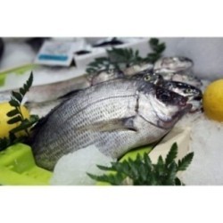 Dorade grise sauvage