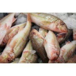 Rouget barbet Français