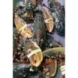 Homard Bleu vivant